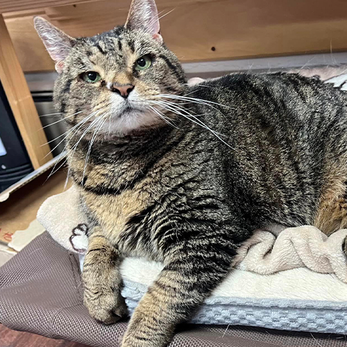A relaxed tabby cat with green eyes and prominent whiskers