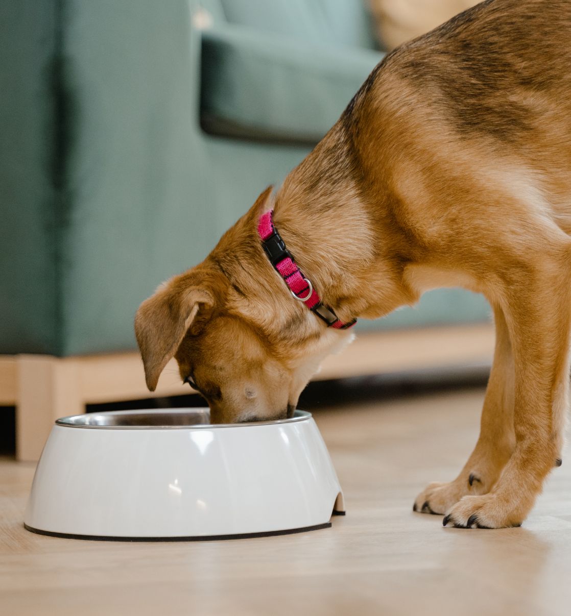 A Dog Eating from a Bowl