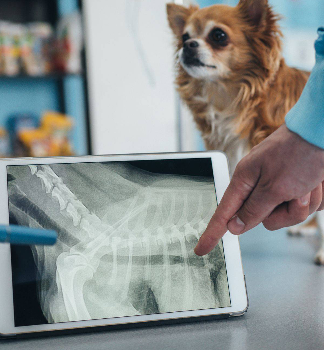 A vet examines a dog's X-ray on a tablet while a dog observes intently in the background