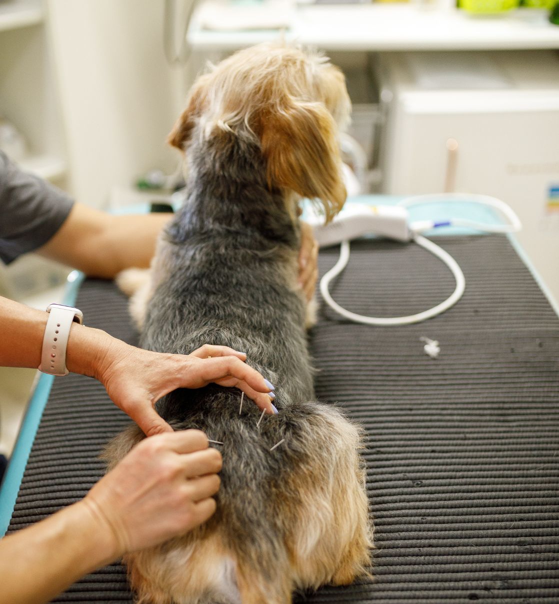 Dog having an acupuncture therapy session