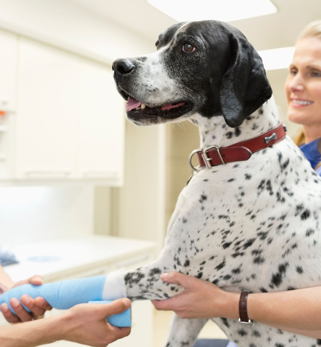 a dog is getting its leg bandaged by someone