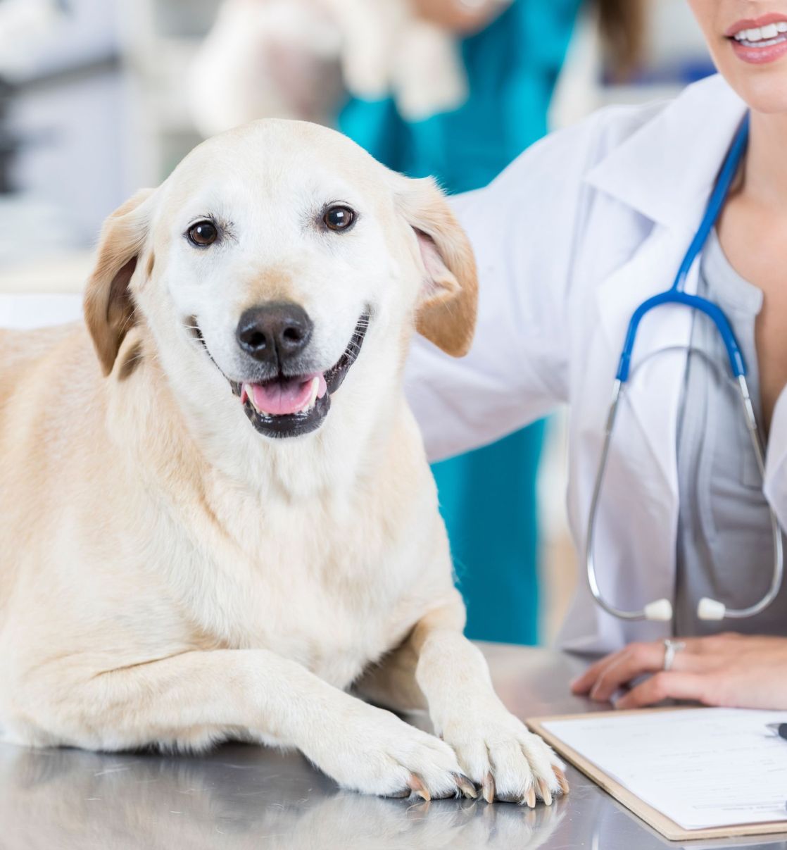 a dog sitting on the table