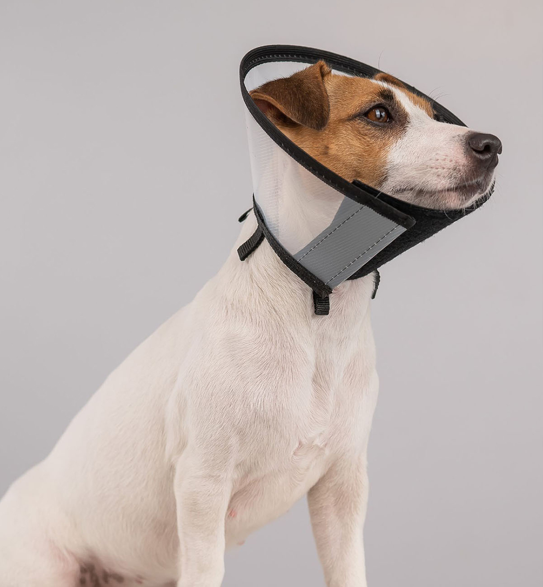a dog wearing a protective neck cone
