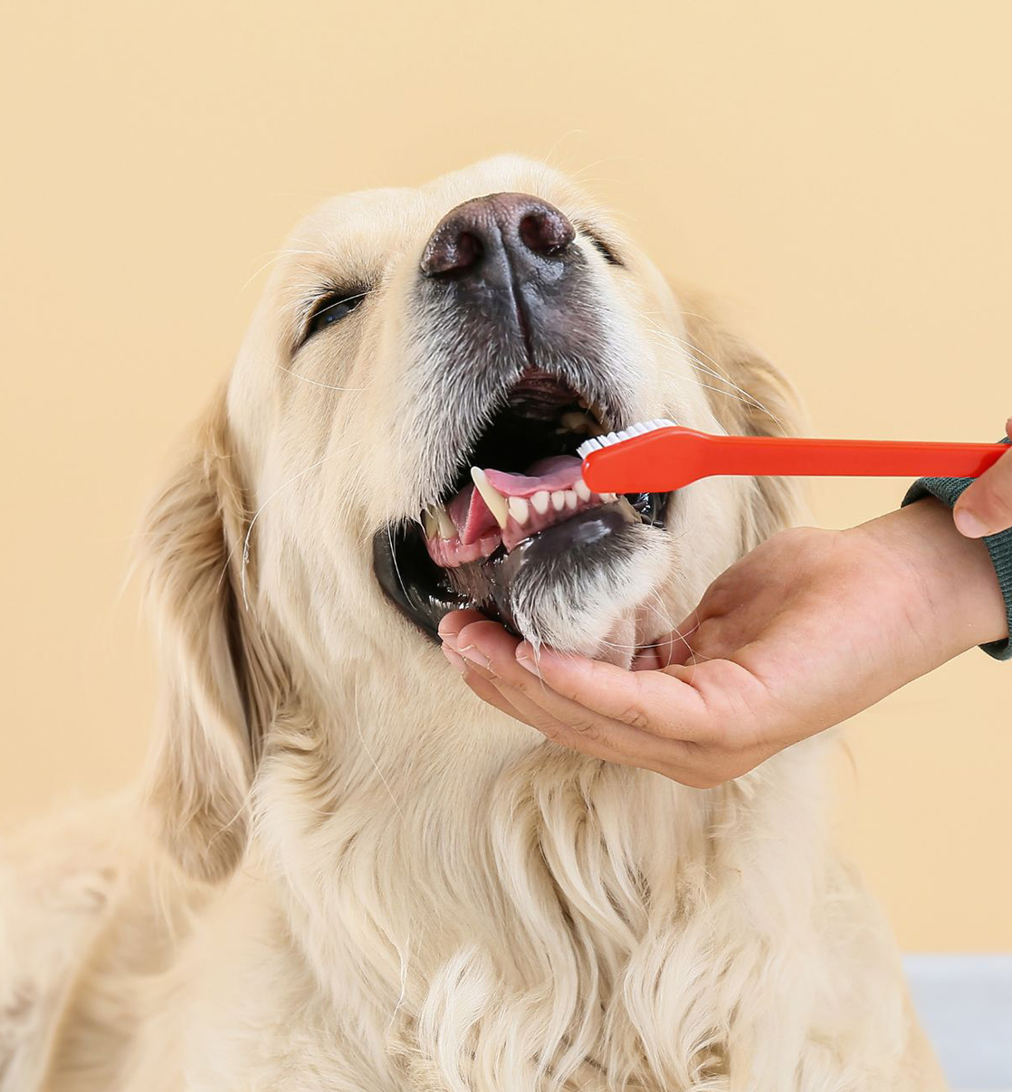 a person brushing a dog's teeth with a toothbrush