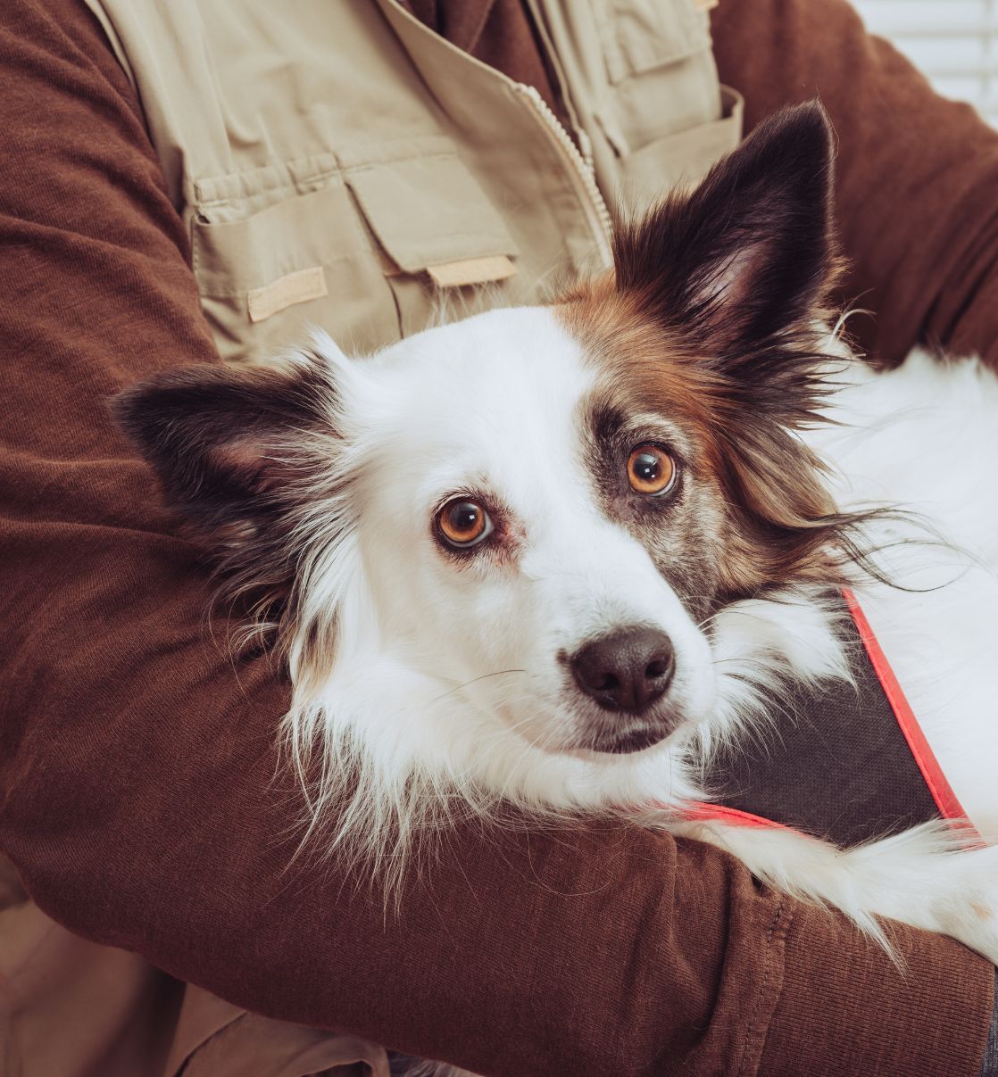 a person holding a dog