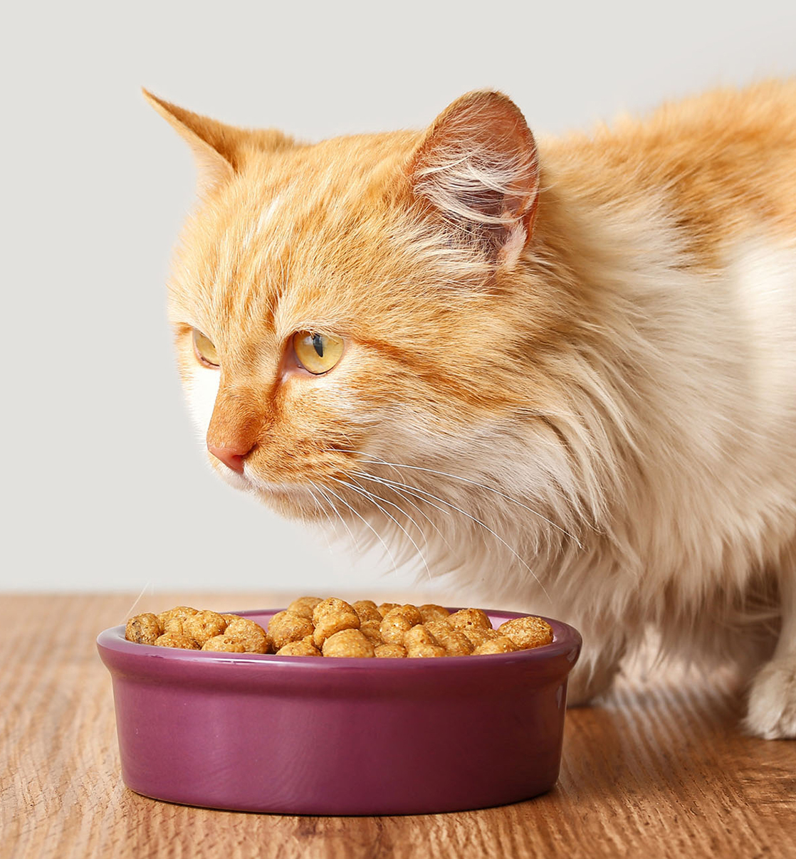 cat eating food from a bowl at home