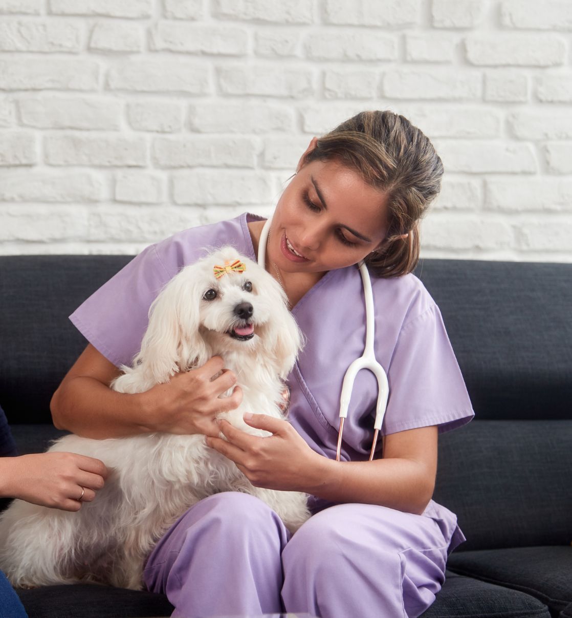 A veterinarian gently holds awhite dog on a sofa