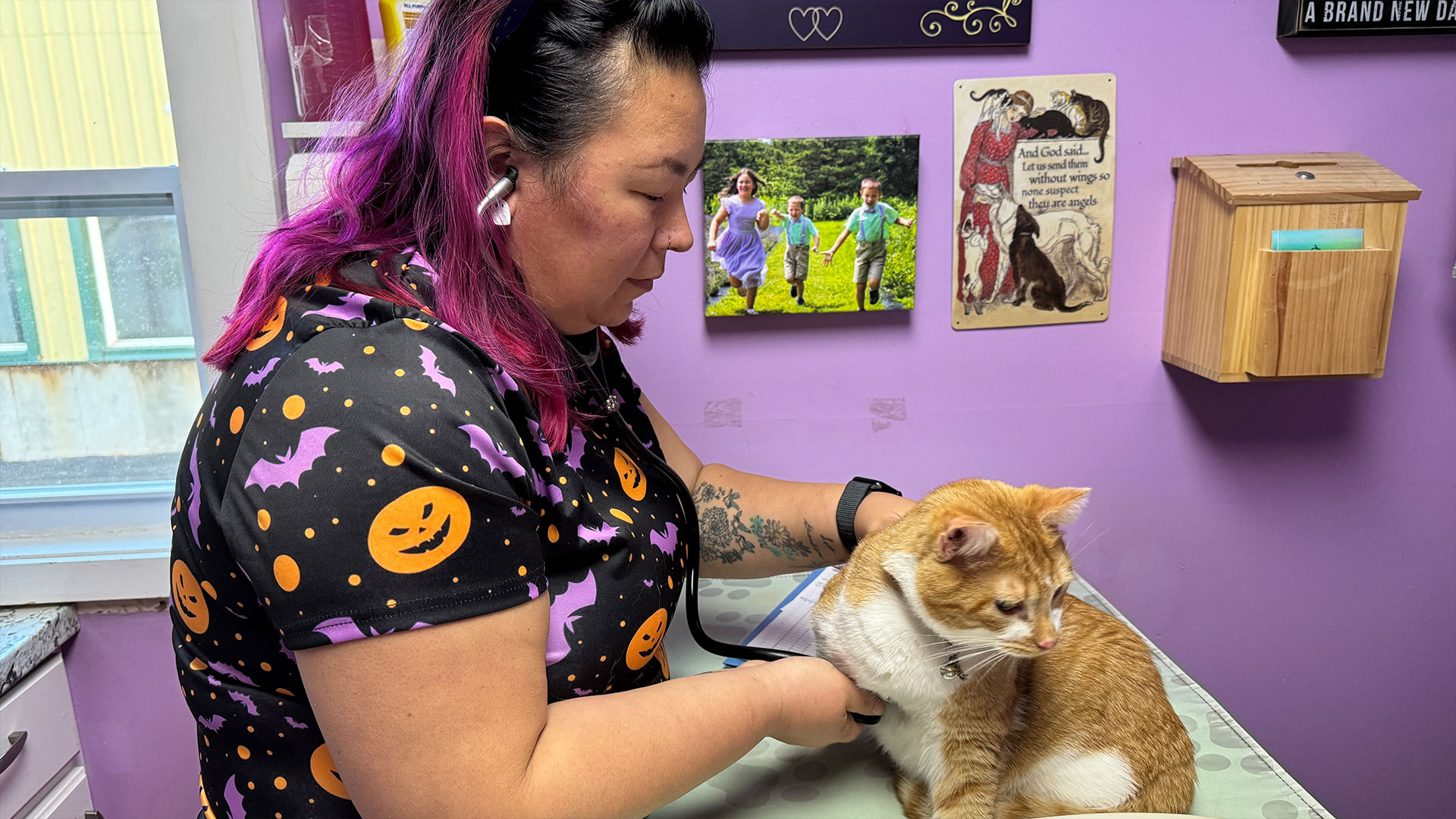 pet on the exam table