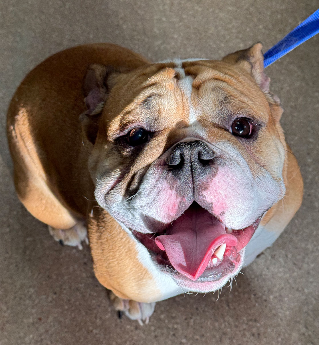 dog sitting and smiling