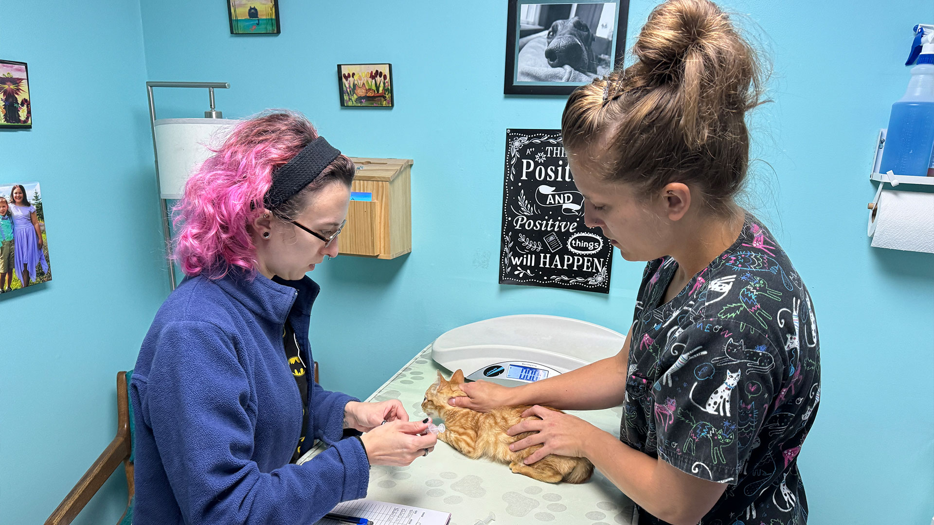 doctor treating the pet