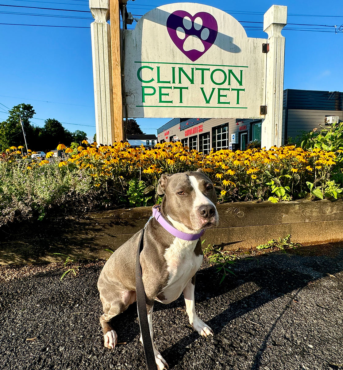 a-pet-sitting-in-front-of-veterinary